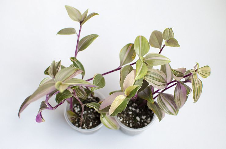 Avelsmetoder för Tradescantia