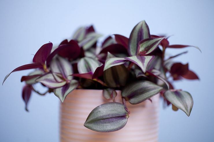 Tradescantia bilik