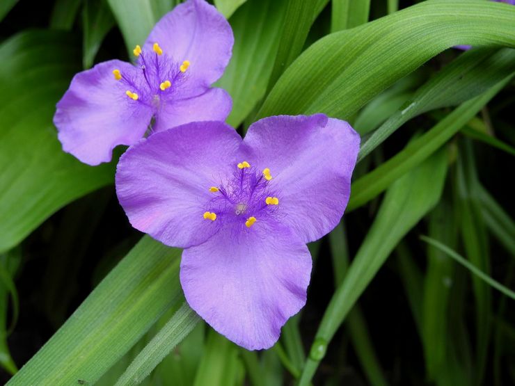 Virginia Tradescantia