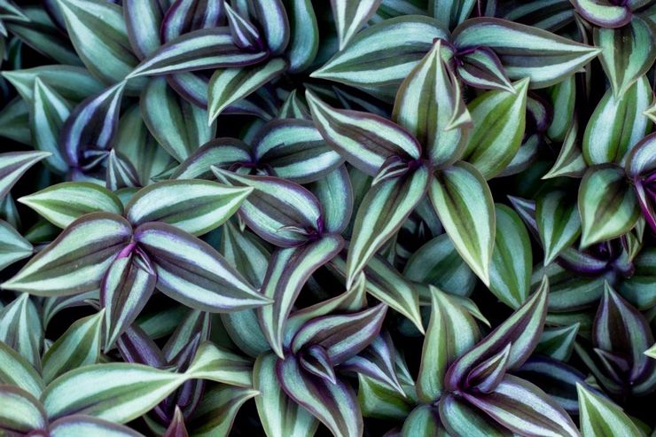 Zebra Tradescantia