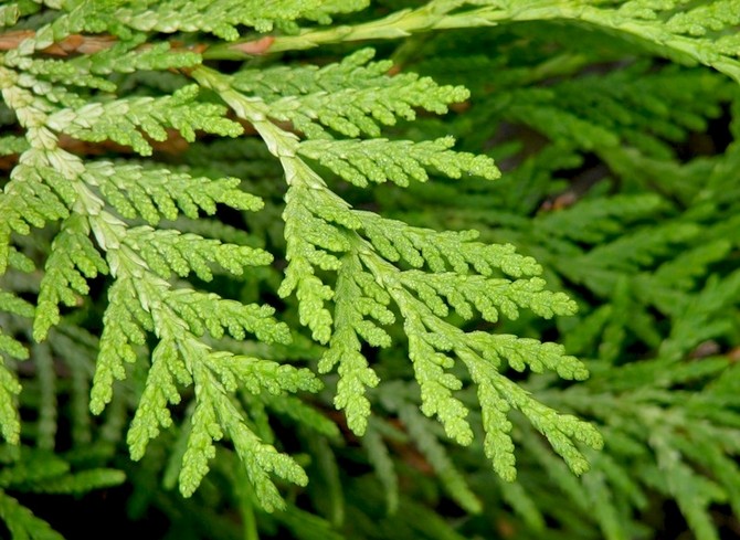 Pucuk thuja berwarna gelap di bahagian atas, dan cahaya di bawah