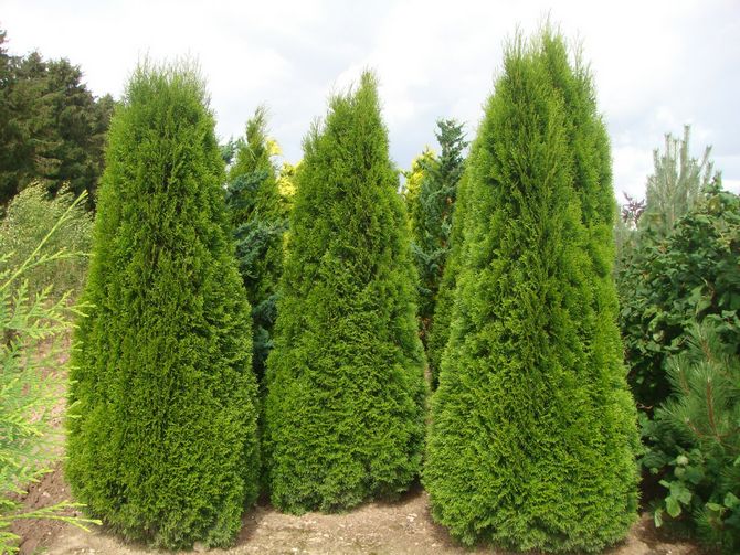 Piramid Thuja barat