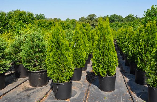 Thuja western: penanaman dan penjagaan