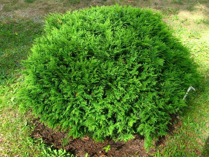 Thuja västra sfäriska