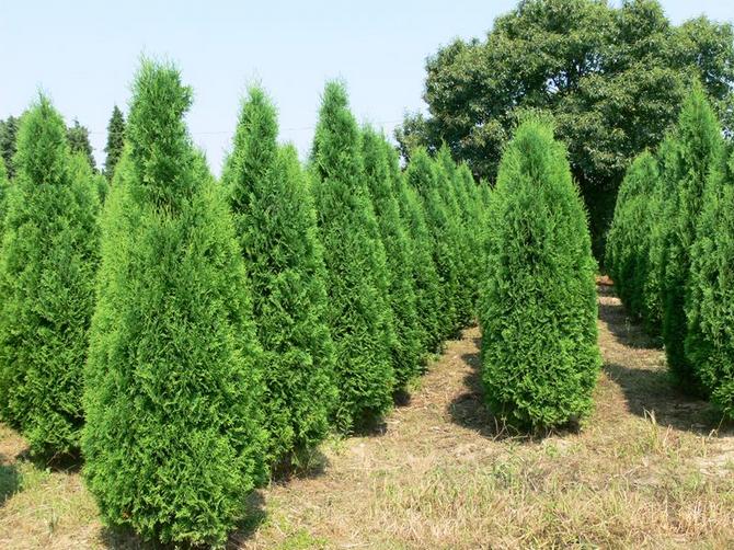 Thuja barat. Ciri-ciri, biji dan jenis thuja western