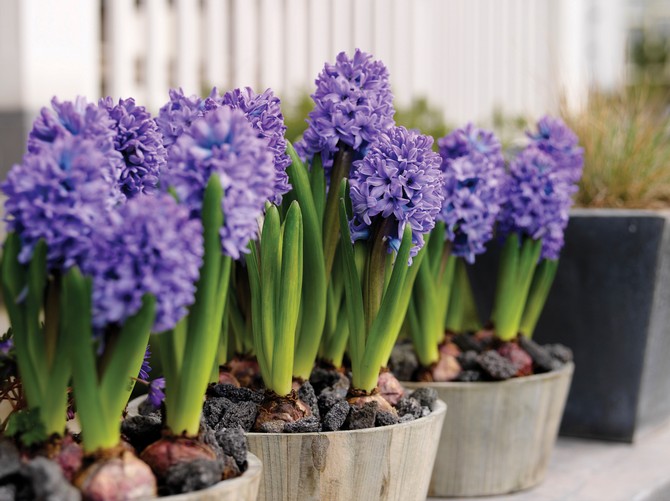 Hyacinths. Memaksa gondok