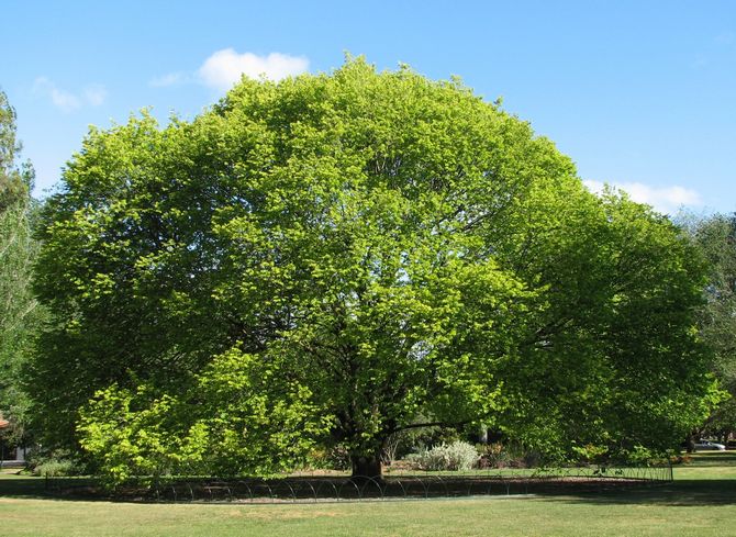 Elm adalah pendula kasar, camperdone dan menangis. Penerangan dan gambar elm