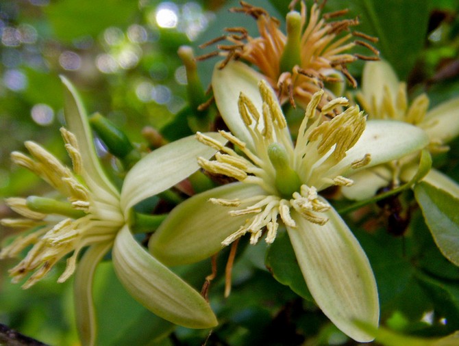 Bail blommor är grön-gul med många gula ståndare