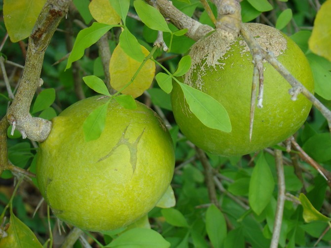 Baile Matum atau pokok buah quince Bengal dari India