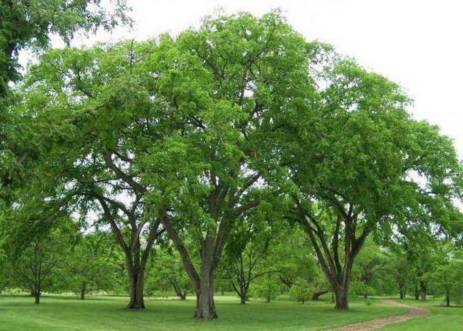 Penjagaan pokok