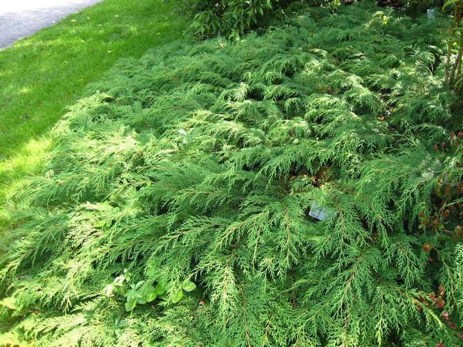 Mikrobiota. Foto och beskrivning av en barrväxt