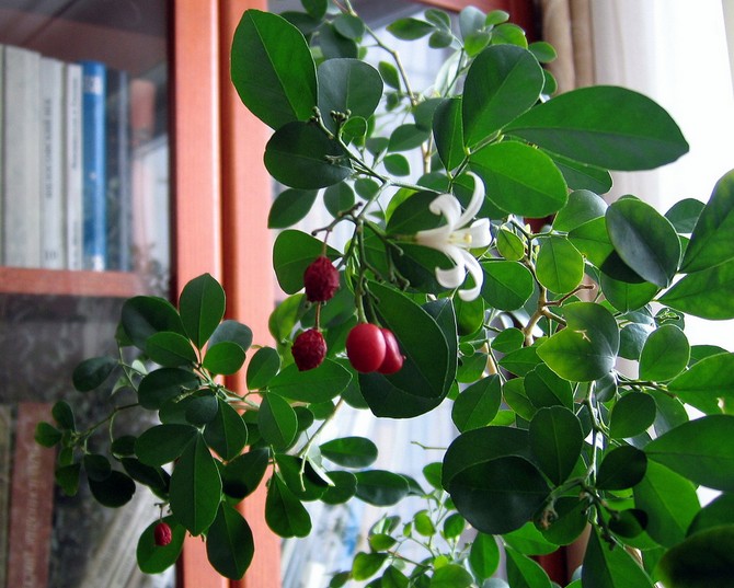 Murraya behöver hög luftfuktighet, så blomman behöver sprutas dagligen.