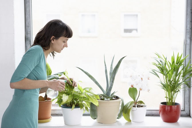 Hur man sköter plantor ordentligt i varmt väder