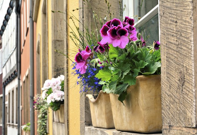 Rum inte blommor och växter utomhus