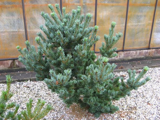 Pine Glauca, sort Glauka (1909, Tyskland)