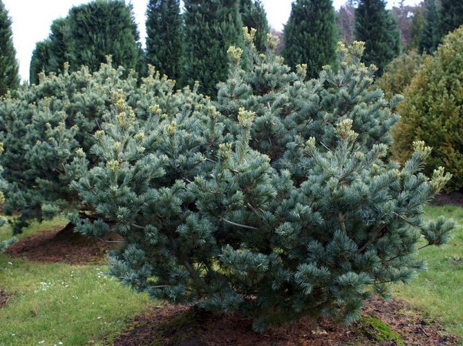 Pinus berbunga kecil atau pain putih Jepun