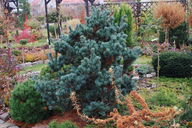 Negishi Pine (pelbagai Negishi)