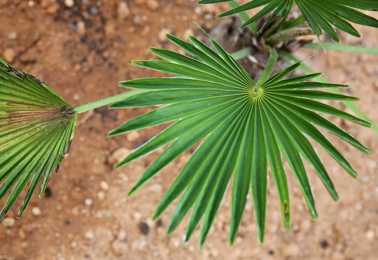 Penyakit dan perosak trachycarpus