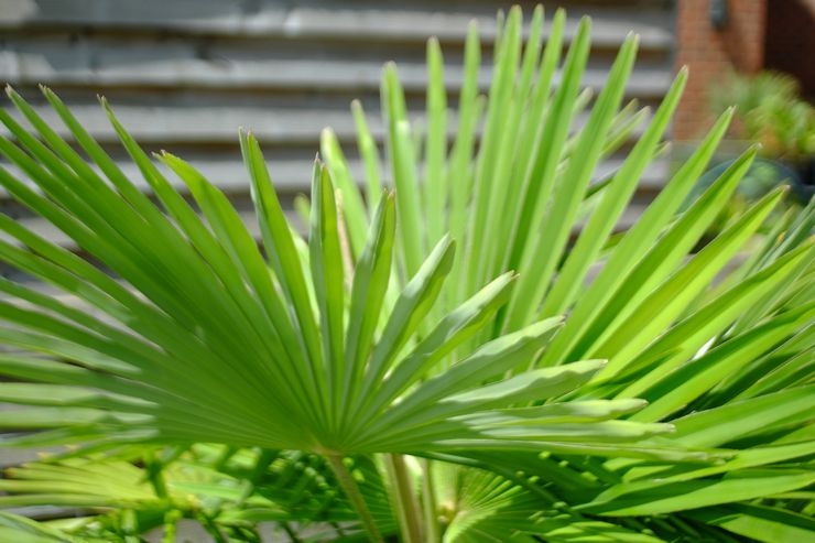 Penerangan trachycarpus