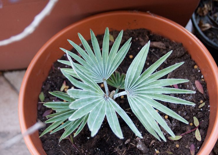 Jord för plantering av trachycarpus