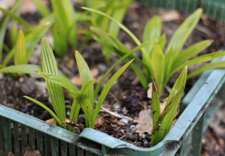 Växande trachycarpus från frön