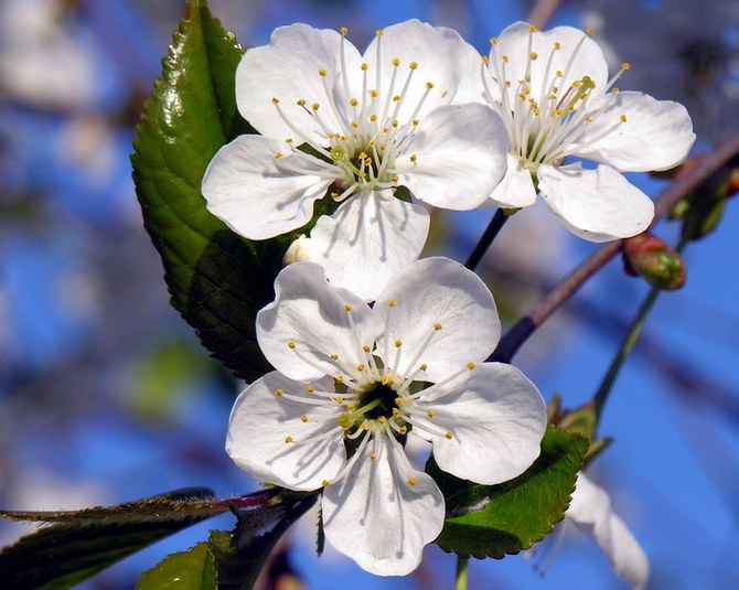 körsbärsblommor