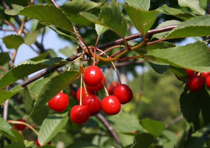 Pokok ceri. Penerangan, gambar buah-buahan dan perbungaan