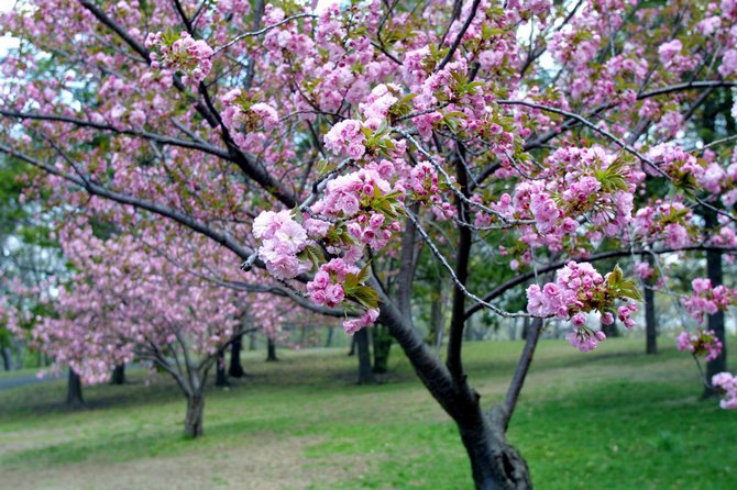 Sakura blomning