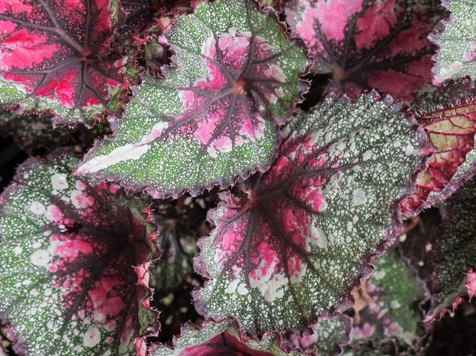 Cara menanam begonia dengan betul di rumah