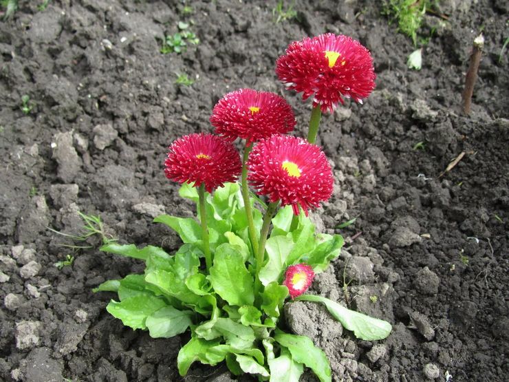 Menanam bunga aster di luar rumah