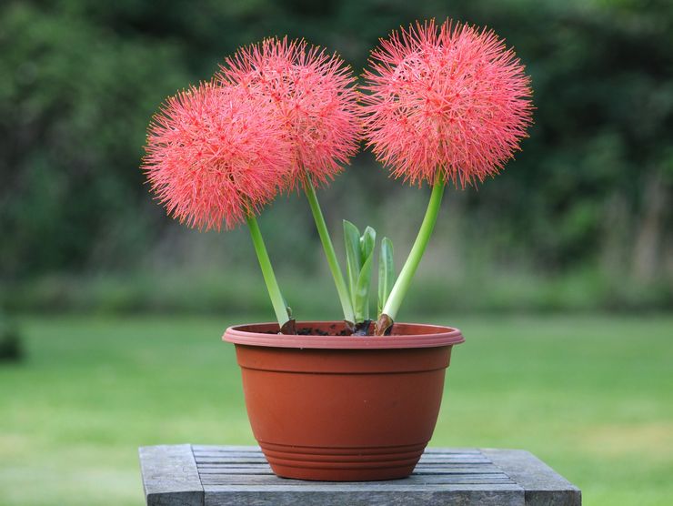 Hemantus (Haemanthus) - tanaman hiasan