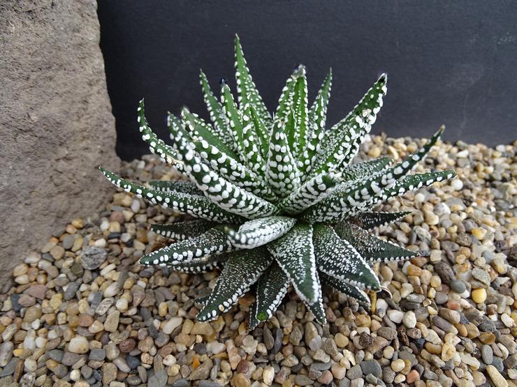 Haworthia dilukis