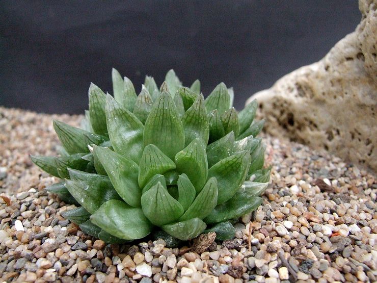 Haworthia navicular