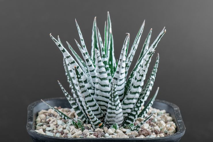 Randig Haworthia