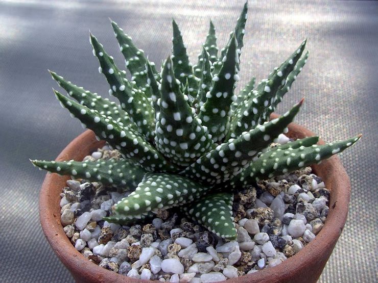 Mutiara Haworthia