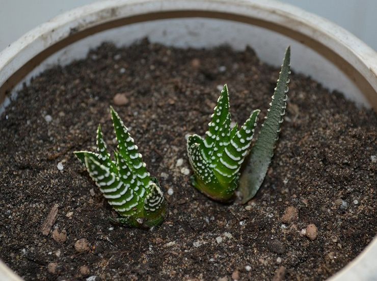 Kaedah pembiakan Haworthia