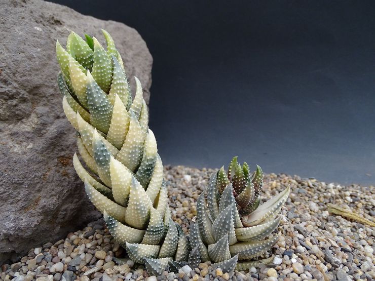 Haworthia Reinwardt