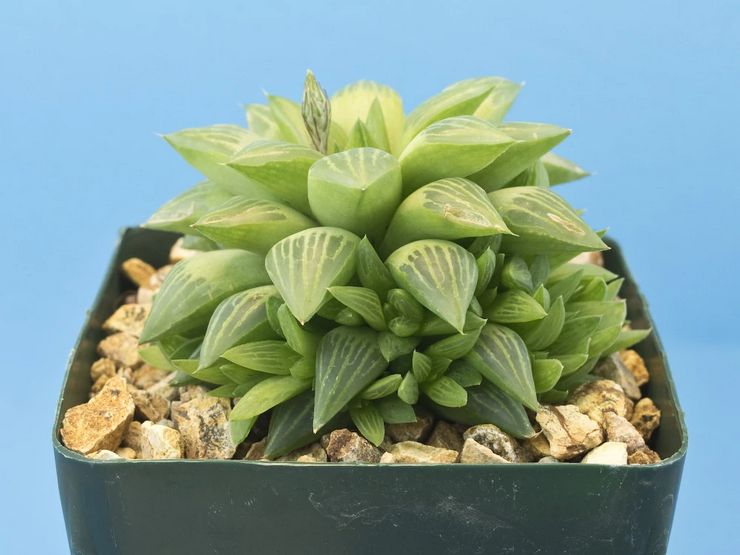 Haworthia tumpul