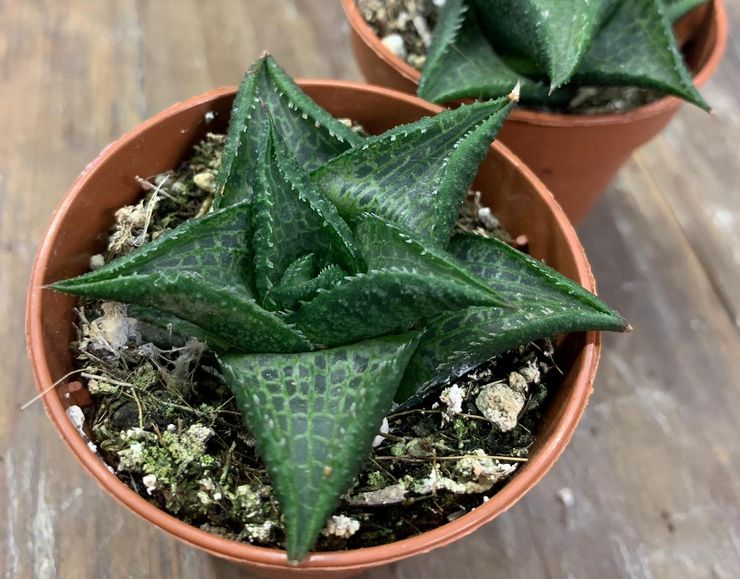 Catur Haworthia