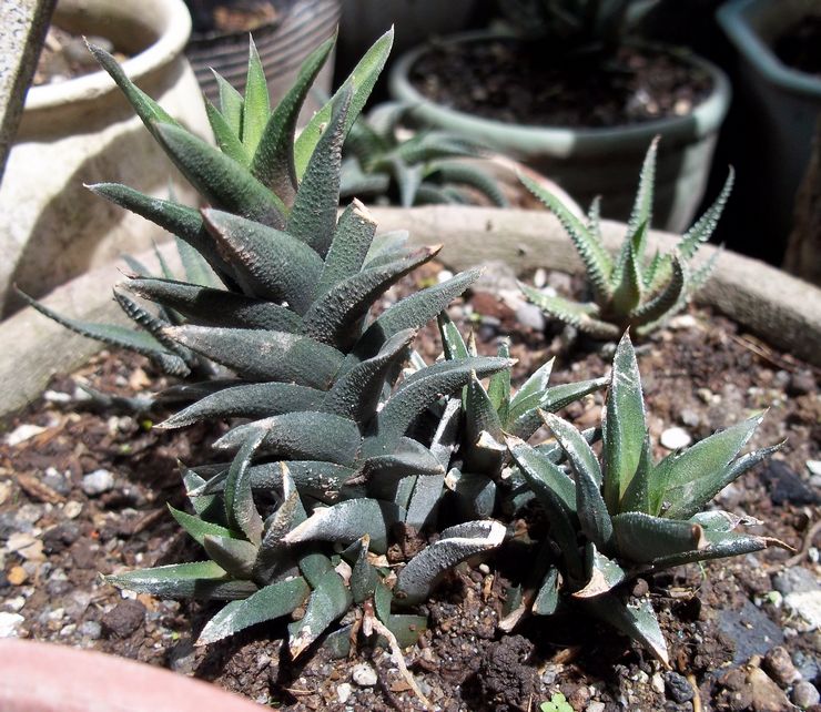 Haworthia berkelok-kelok