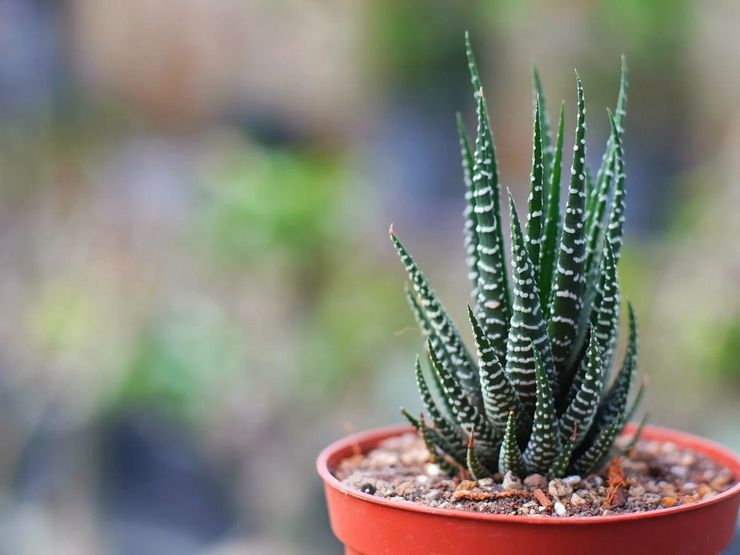 Växande Haworthia