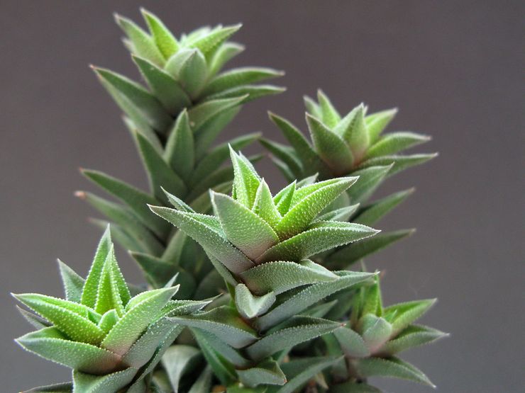 Haworthia melekit