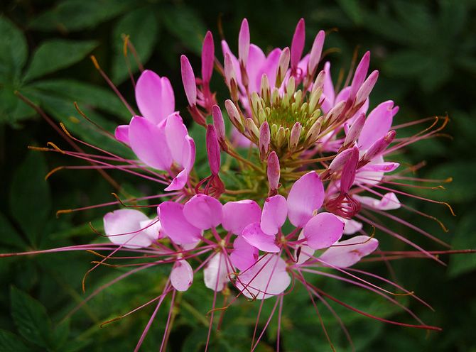 Cleoma. Blommor. Växer från frön