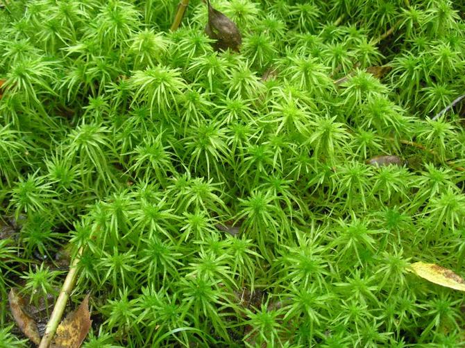 Sphagnum mossa. Egenskaper och tillämpning inom blomsterodling