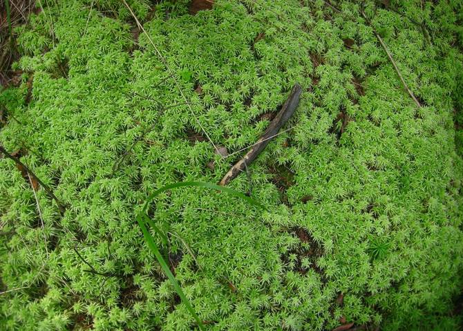 Lumut Sphagnum. Hartanah dan kegunaan dalam hortikultur