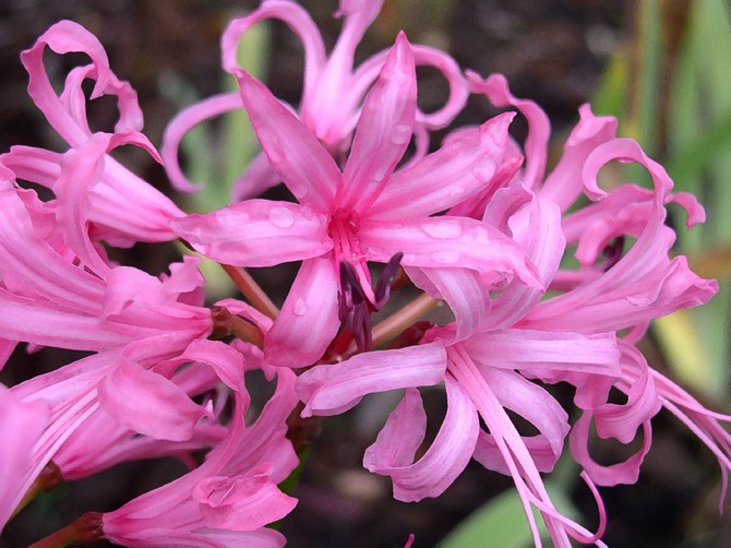 Nerina. Spindel lilja blomma. Skötsel och odling