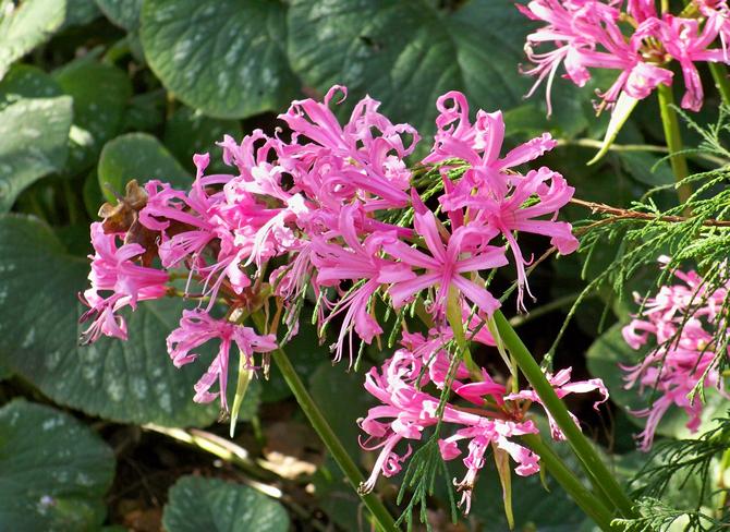 Hur man sköter ordentligt för blommande nerinliljor