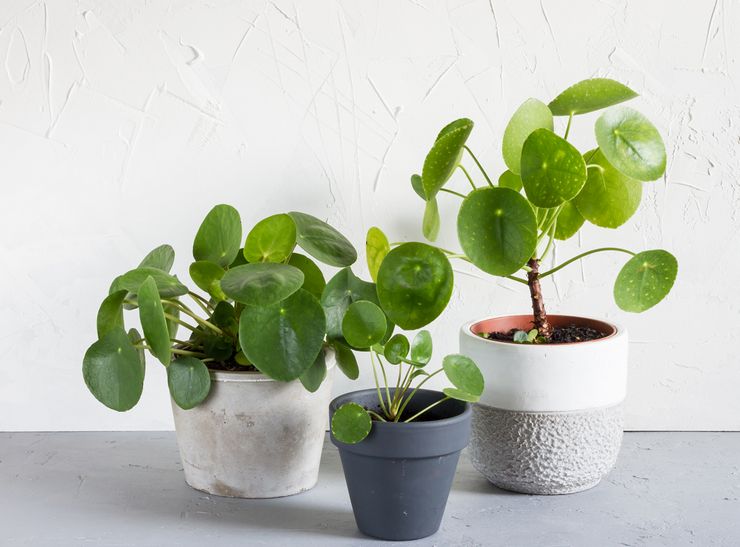 Pilea växt