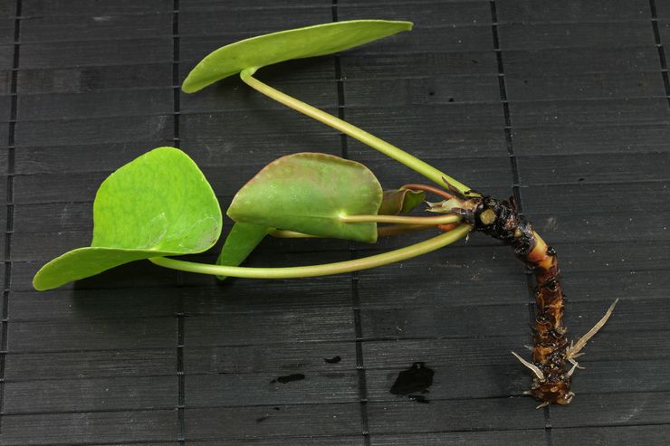 Kaedah pembiakan pilea