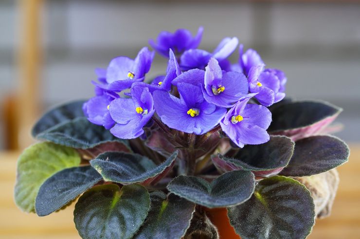 Saintpaulia (Usambara violet)